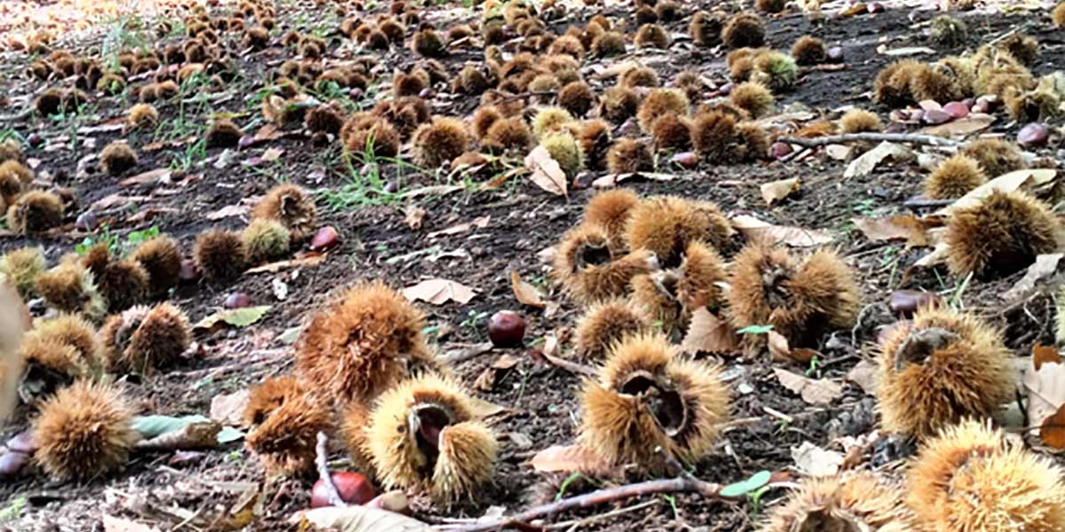 Per le castagne si conclude una stagione al contagocce